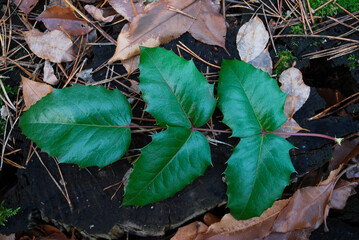 cut magnolia shoot on the ground in a dark forest