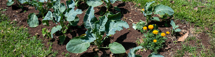 Row of Collard Greens plants in a row in rich soil growing on a community farm, healthy vegetable full of nutrition, agriculture and food production, Lewa, Kenya, Africa

