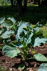 Row of Collard Greens plants in a row in rich soil growing on a community farm, healthy vegetable full of nutrition, agriculture and food production, Lewa, Kenya, Africa
