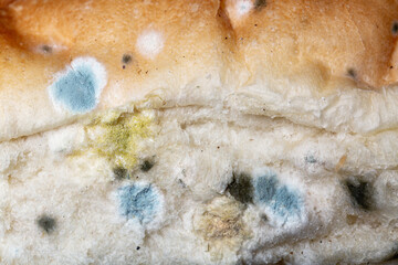Macro image of the mold on bread
