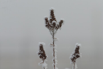 Close-Up of Frost Covered Plant. Beauty of plant covered in frost during a winter freeze. Icy...