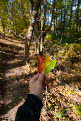Autumn Leaves in a Forest Path