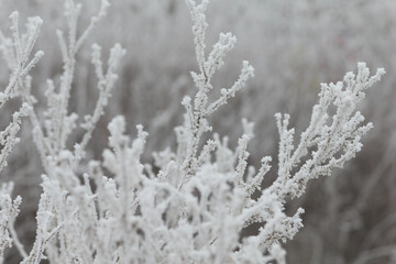 Close-Up of Frost Covered Plant. Beauty of plant covered in frost during a winter freeze. Icy...