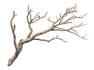 Fototapeta premium dry tree branch isolated on transparent or white background, png cutout