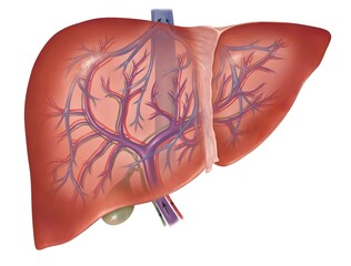 anatomical illustration of the human liver showing blood vessels - portal vein, hepatic artery, hepatic vein
