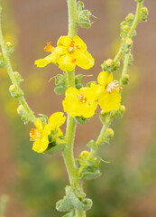 photos of natural flowers growing in the countryside