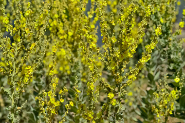 Fototapeta premium photos of natural flowers growing in the countryside