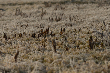 Close-Up of Frost Covered Plant. Beauty of plant covered in frost during a winter freeze. Icy...