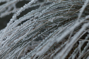 Close-Up of Frost Covered Plant. Beauty of plant covered in frost during a winter freeze. Icy...