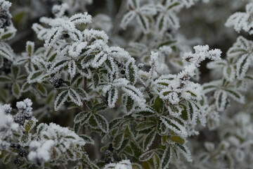 Close-Up of Frost Covered Plant. Beauty of plant covered in frost during a winter freeze. Icy crystals coat leaves and grass, creating natural texture as soft blurred background.