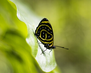 Borboleta Callicore Cerrado Brasileiro