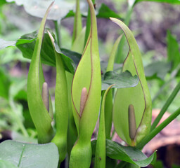Arum besserianum blooms in the forest in spring.