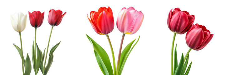 Fototapeta premium Set of Beautiful Tulip flowers isolated on a transparent background