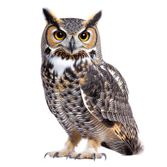 Fototapeta premium Great Horned Owl Portrait