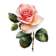 Watercolor roses flowers, symbol of love, wedding, purity, vector illustration.