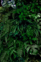 Herb wall, plant wall, natural green wallpaper and background. nature wall. Nature background of green forest