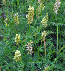 In nature, astragalus cicer grows among herbs