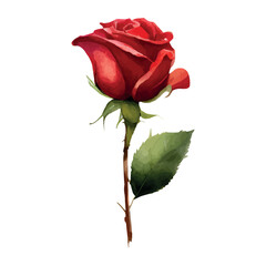 Fototapeta premium Watercolor roses flowers, symbol of love, wedding, purity, vector illustration.