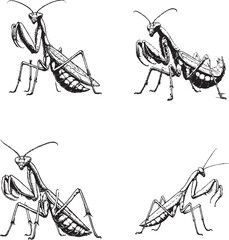 Detailed Black and White Illustrations of Praying Mantis