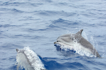 Fototapeta premium dolphin jumping out of water