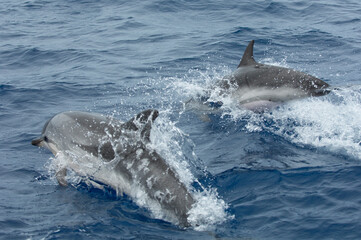 dolphin jumping out of water © Robert Fjällborg 
