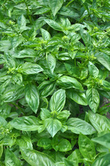 Basil grows in the garden