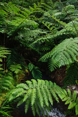 green fern in the forest