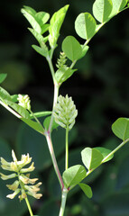 Naklejka premium Astragalus (Astragalus glycyphyllos) grows in nature