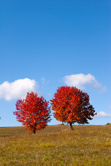 Autumn Trees Against a Clear Blue Sky