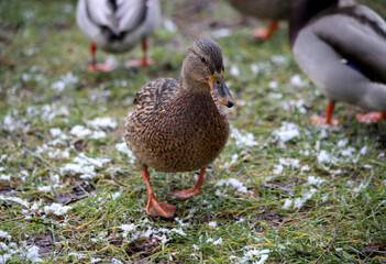 A duck walks on the green grass covered with snow.