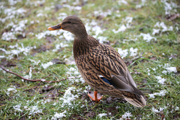 A duck walks on the green grass covered with snow.