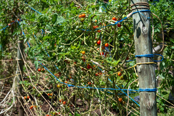 Tomato plants growing in rows on plant supports, agriculture production on a community farm, Lewa, Kenya, Africa
