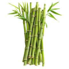 Naklejka premium Fresh Green Bamboo