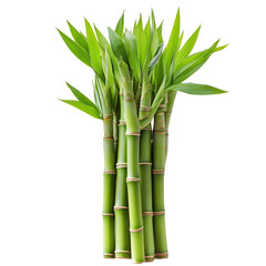Fototapeta premium Green Bamboo Shoots