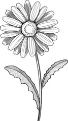 daisy flower engraving style vector illustration design element