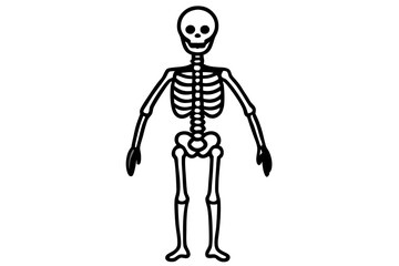 Human Skeleton Line Art Vector Illustration - SVG Graphic for Medical and Anatomy Designs