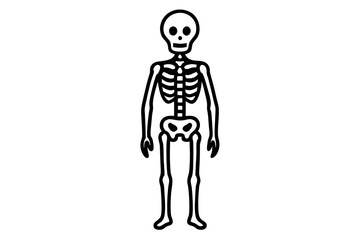 Human Skeleton Line Art Vector Illustration - SVG Graphic for Medical and Anatomy Designs