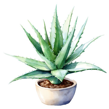 recommend clip art: Aloe vera plant in pot watercolor. Vector illustration Aloe Vera plant in vintage watercolor style on white.