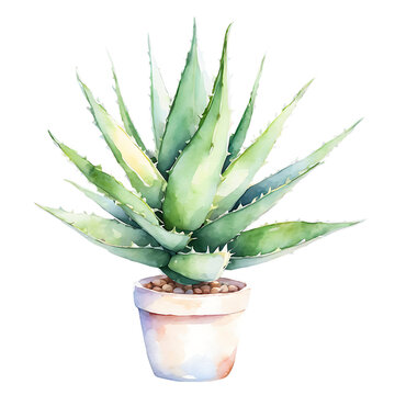 recommend clip art: Aloe vera plant in pot watercolor. Vector illustration Aloe Vera plant in vintage watercolor style on white.