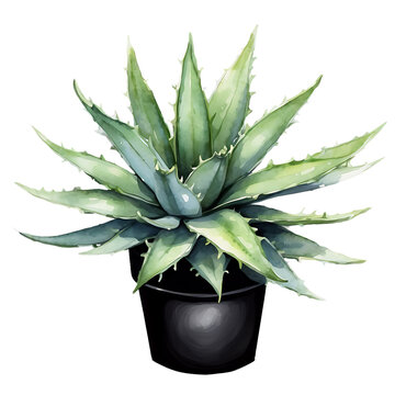 recommend clip art: Aloe vera plant in pot watercolor. Vector illustration Aloe Vera plant in vintage watercolor style on white.