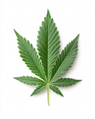 Green Cannabis Leaf on White Background