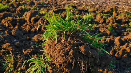 Erdballen mit Gras auf dem frischen Feld