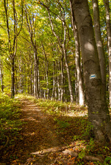 Serene Forest Trail in Autumn with Blue Trail Mark