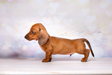 Small red miniature puppy show stacking studio portrait