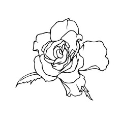 Line sketch, rose flower outline. Simple botanical elements. Vector graphics.