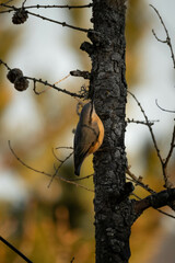 Eurasian nuthatch in France in winter