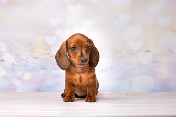 Red pure-bred miniature kaninchen dachshund puppy close up studio portrait