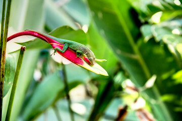 Un lézard en Guadeloupe Antilles Française