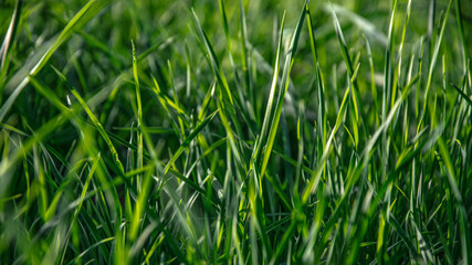 green grass background