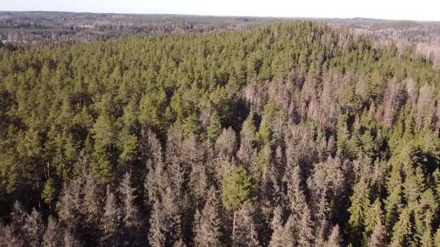 A drone view of a forest showing dead trees